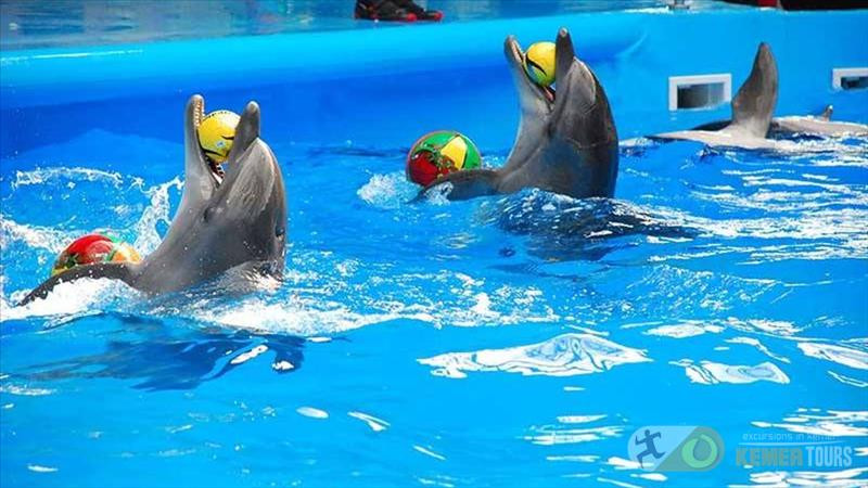 Tour dolphinarium in Kemer