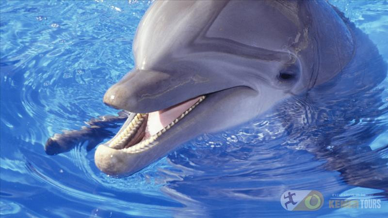 Tour dolphinarium in Kemer